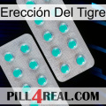 Erección Del Tigre 29